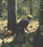 Les métiers de la forêt